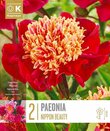Nippon Beauty Paeonia 