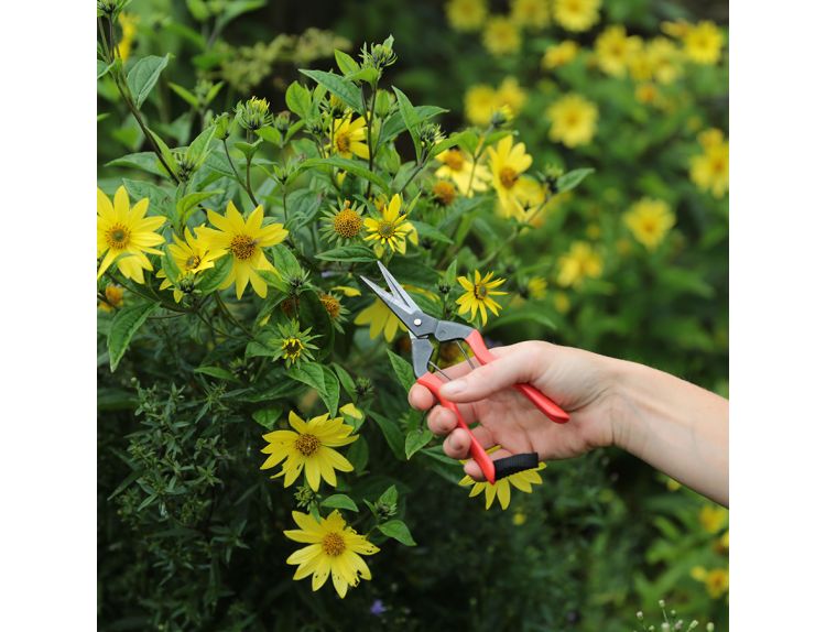 Niwaki Garden Snips