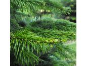 Nordman Fir Cut Classic Shape 4-5ft - image 2