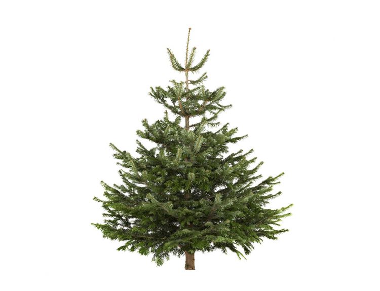 Nordman Fir Cut Classic Shape 4-5ft - image 1