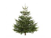 Nordman Fir Cut Classic Shape 5-6ft