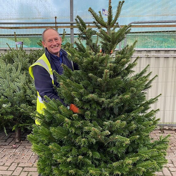 Nordman Fir Cut Classic Shape 6-7ft - image 1