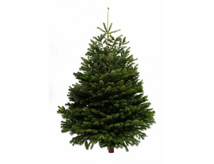 Nordman Fir Cut Classic Shape 7-8ft - image 1