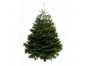 Nordman Fir Cut Classic Shape 7-8ft - image 1
