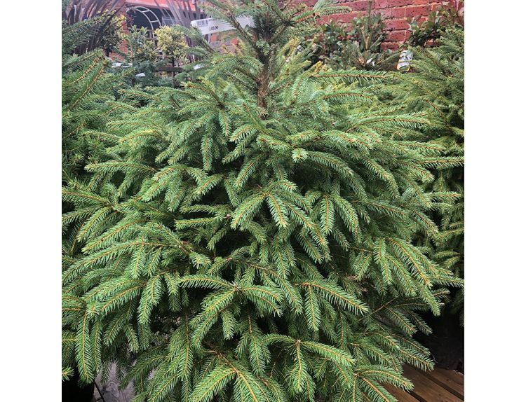 Norway Spruce Cut Tree 4ft - image 1