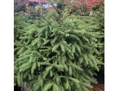 Norway Spruce Cut Tree 4ft - image 1