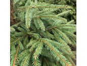 Norway Spruce Cut Tree 6ft - image 2
