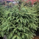 Norway Spruce Cut Tree 8ft - image 1