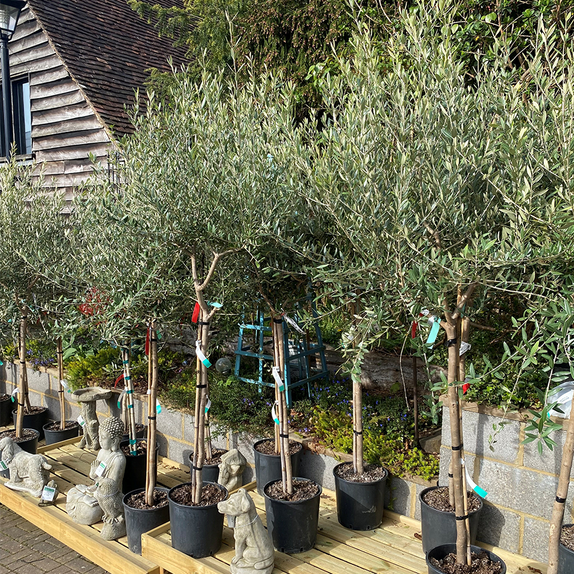 Olea Europaea Leccio Del Corno
