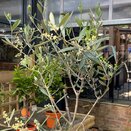 Olea Europea Bush Branched Olive