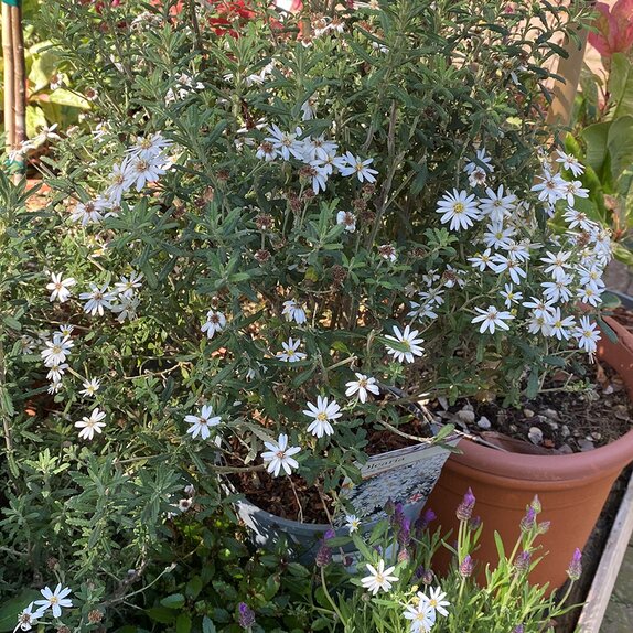 Olearia phlologopappus Spring Bling