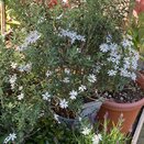 Olearia phlologopappus Spring Bling