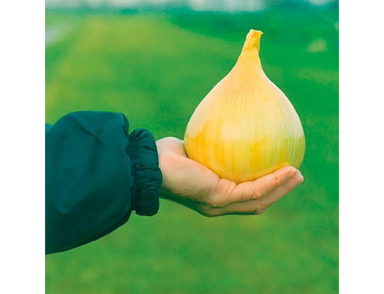 Onion Seeds Exhibition