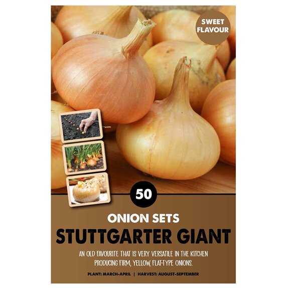 Onion Set Stuttgarter Giant