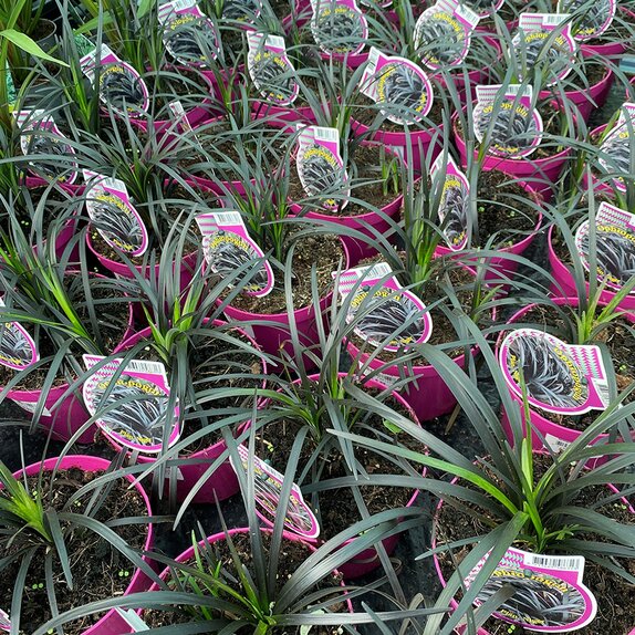 Ophiopogon planiscapus Niger