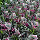 Ophiopogon planiscapus Niger