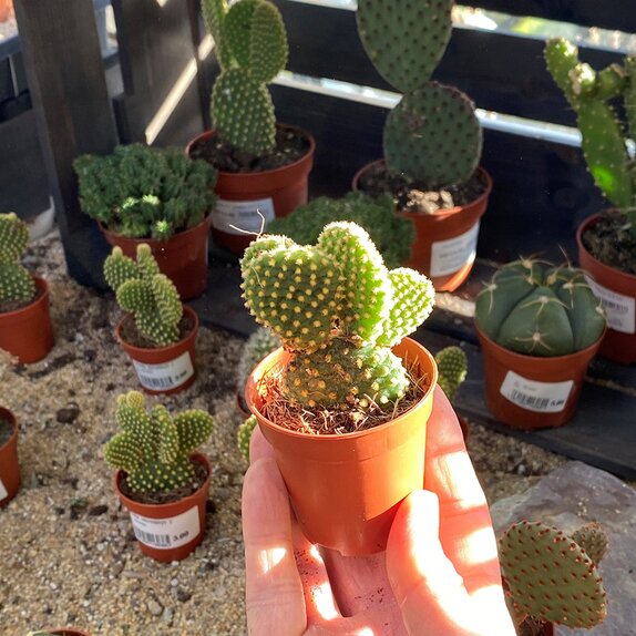 Opuntia microdasys yellow