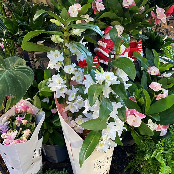 Orchid Dendrobium 'StarCla Apollon' - image 1