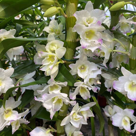 Orchid Dendrobium 'StarCla Apollon' - image 2