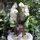 Orchid Phalaenopsis arrangement Fontano Versailles