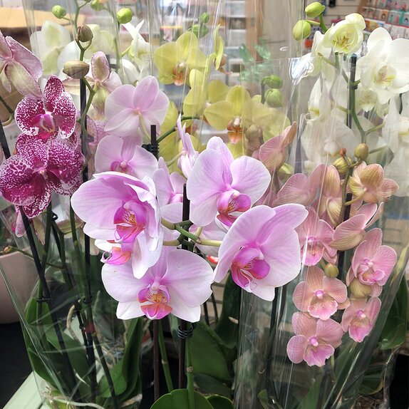 Orchid Phalaenopsis mix