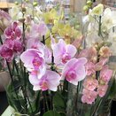 Orchid Phalaenopsis mix