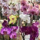 Orchid Phalaenopsis mixed