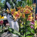 Orchid Phalaenopsis Optistar Deshi Orange 2spike