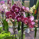 Orchid Phalaenopsis Optistar Divers