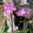 Orchid Phalaenopsis Optistar Maro Lilac 2spike