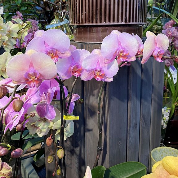 Orchid Phalaenopsis Optistar Yoko Rose 2spike - image 1