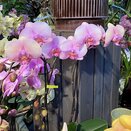 Orchid Phalaenopsis Optistar Yoko Rose 2spike - image 1