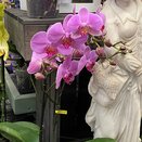 Orchid Phalaenopsis Optistar Yoko Rose 2spike - image 2