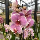 Orchid Phalaenopsis Romance