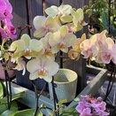 Orchid Phalaenopsis 'Yellow' 2 branch