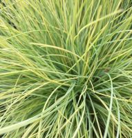 Ornamental Grasses & Bamboo