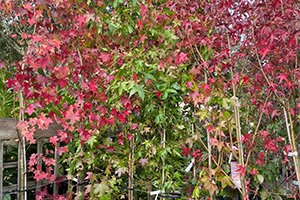 Ornamental Trees