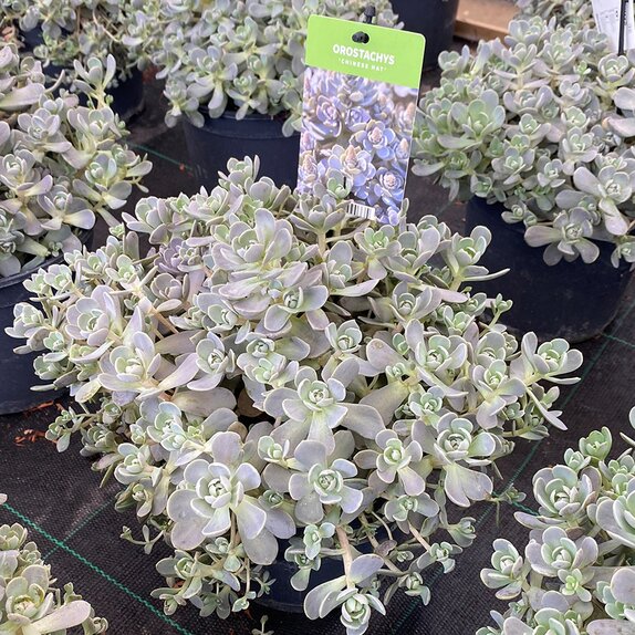 Orostachys furusei - image 1