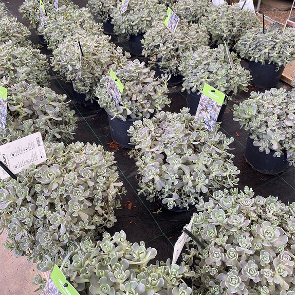 Orostachys furusei - image 2