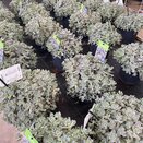 Orostachys furusei - image 2