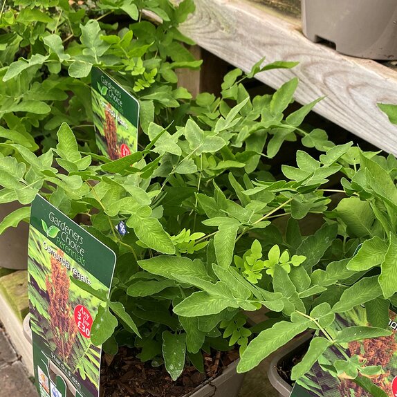 Osmunda regalis