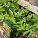 Osmunda regalis