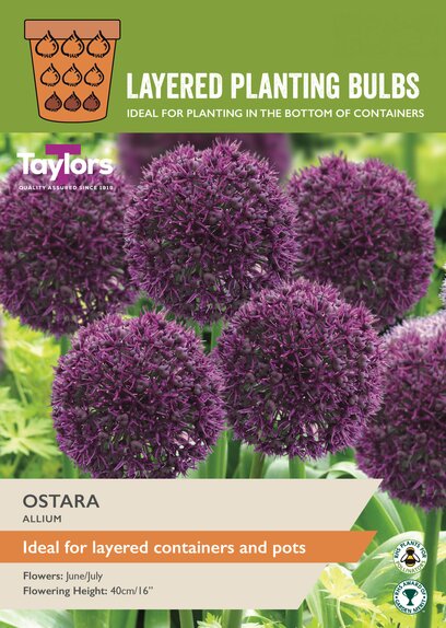 Ostara Allium