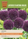 Ostara Allium