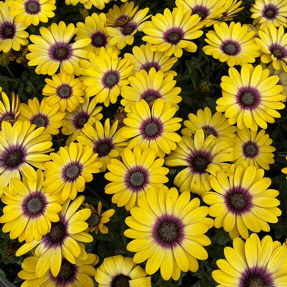 Osteospermum Blue Eyed Beauty 1 litre pot