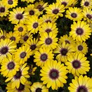 Osteospermum Blue Eyed Beauty 1 litre pot