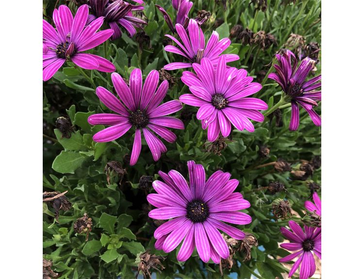 Osteospermum Light Purple 1 litre pot