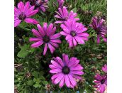 Osteospermum Light Purple 1 litre pot