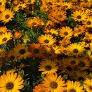 Osteospermum Tradewinds Bronze 1L Pot