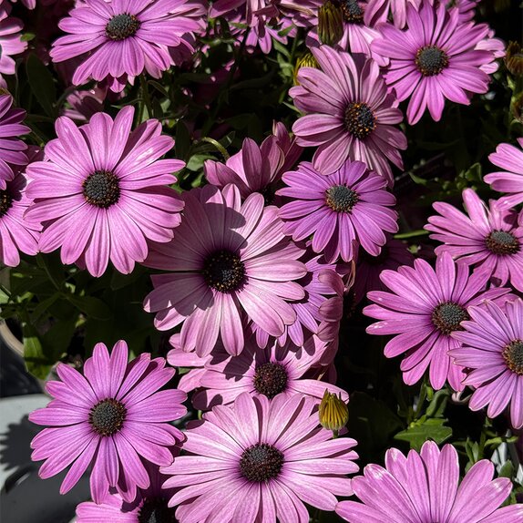 Osteospermum Tradewinds Light Purple 1L Pot